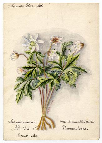 Wood anomone (anemone memorosa)