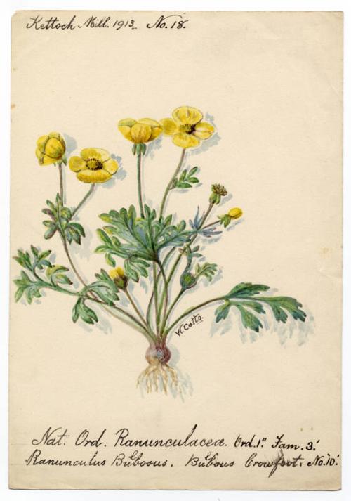 Bulbous crowfoot (ranunculus bulbosus)