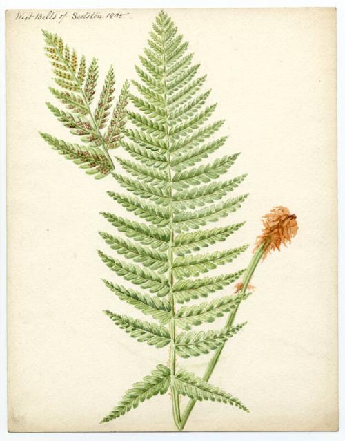 fern