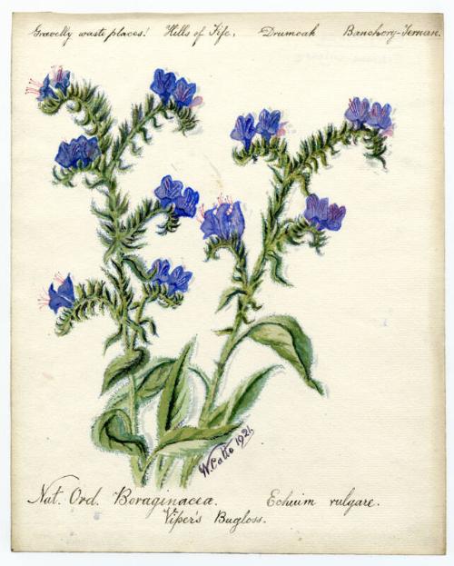 Viper's Bugloss (Echium vulgare)