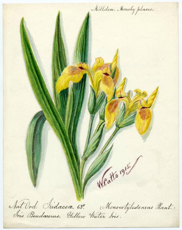 Yellow water iris (iris pseudacorus)