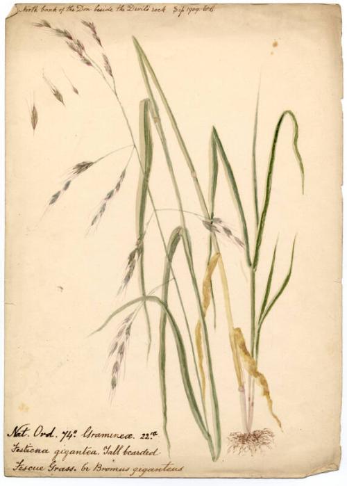 Fescue grass (Festuca gigantea)