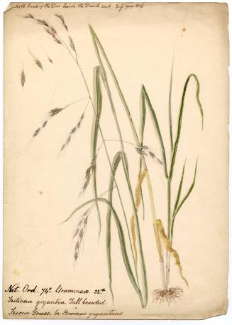 Fescue grass (Festuca gigantea)