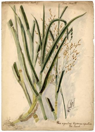 Poa Reed (Glyceria maxima)