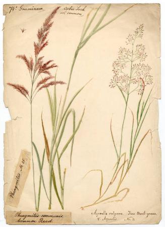 Common Reed and Fine Bent-grass