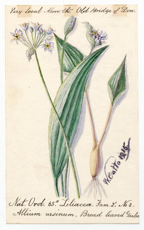 Broad leaved garlic (Allium ursnium)