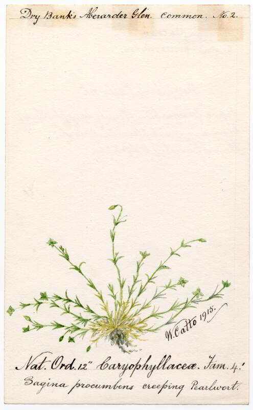 Creeping pearlwort (Sagina procumbens)