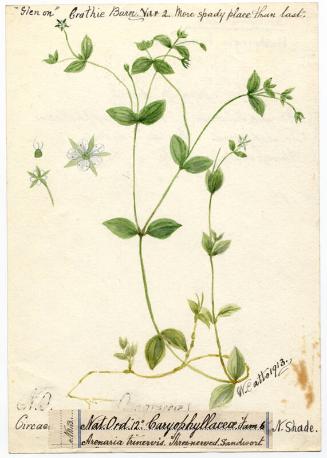 Three-nerved sandwort (Moehringia trinervia)