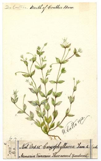 Three-nerved sandwort (Moehringia trinervia)