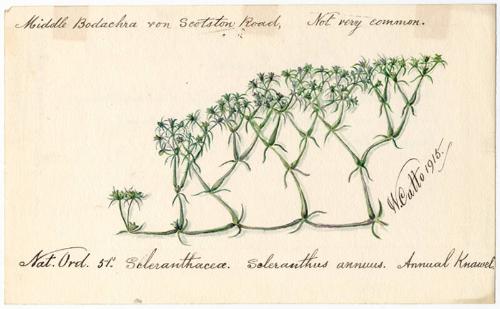 Annual Knawel (Scleranthus annus)