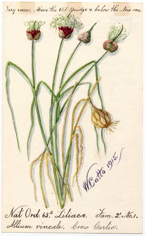 Crow garlic (Allium vineale)