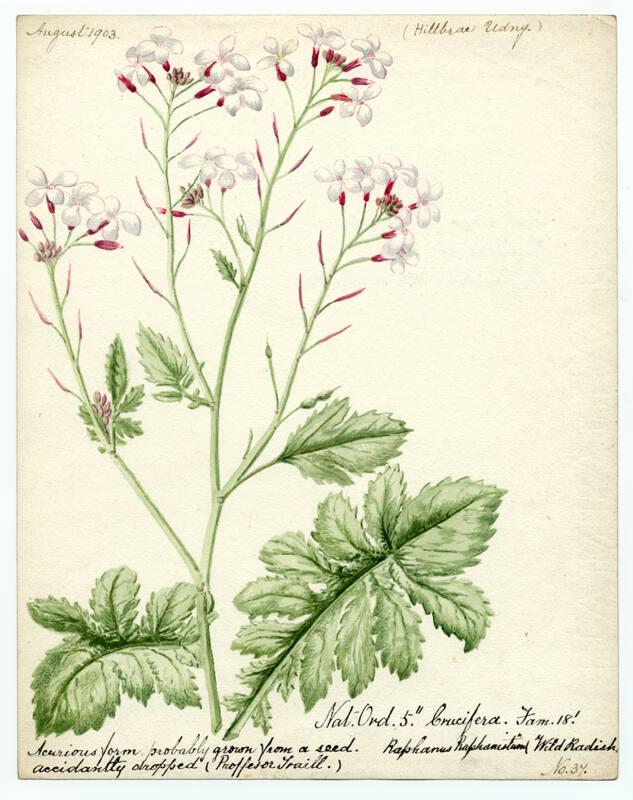 Wild radish (Raphanus raphanistrum)