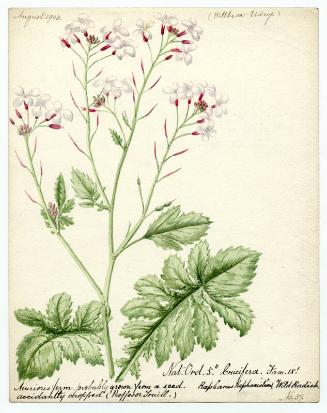 Wild radish (Raphanus raphanistrum)