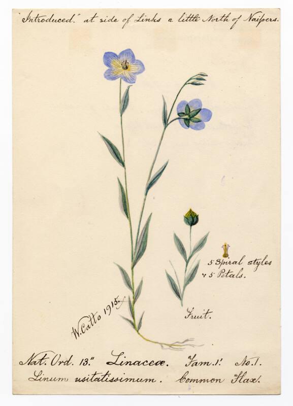 Common flax (Linum usitatissimum)