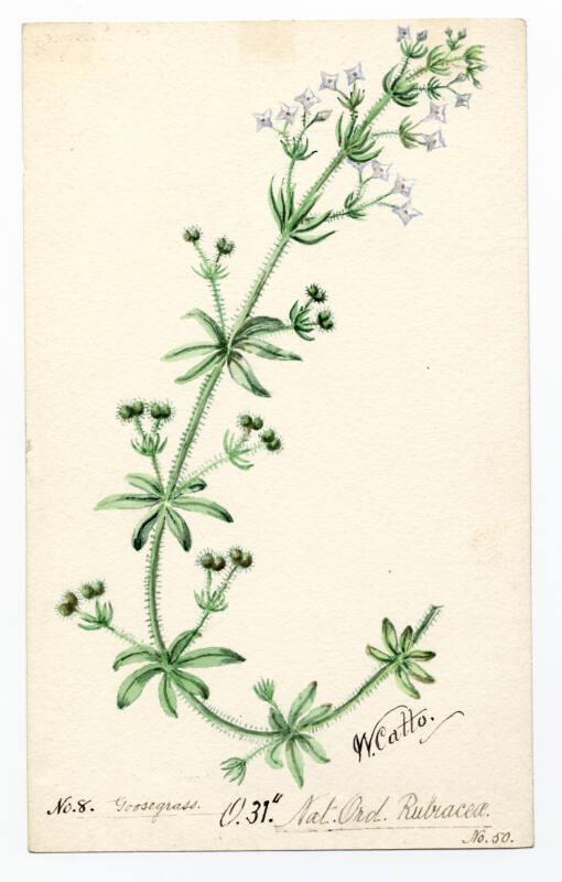 Goose grass (Galium aparine)