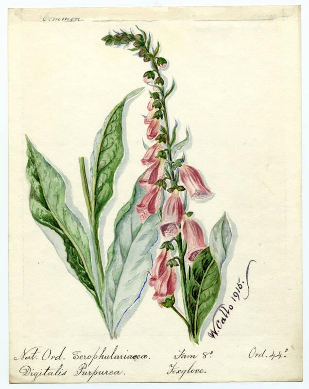 Foxglove (Digitalis purpurea)