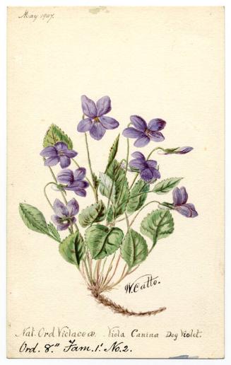 Dog Violet (Viola Canina)