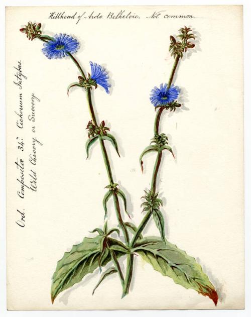 Wild Chicory or Succory (Cichorium intybus)