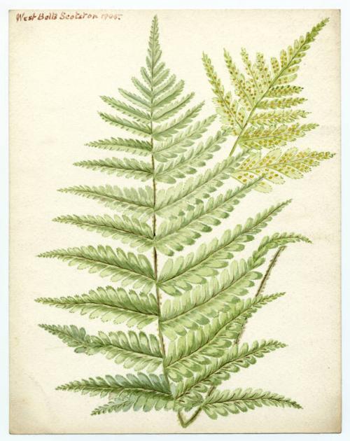 fern