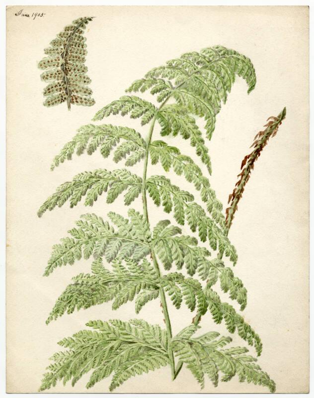 fern