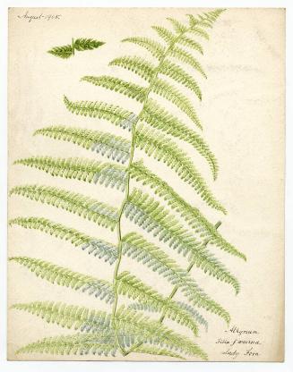 Lady fern (Athyrium filix - femina)