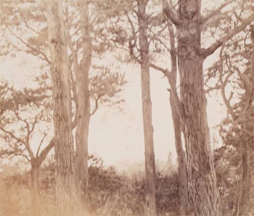 Trees by unknown artist, associated with Sir John Everett Millais