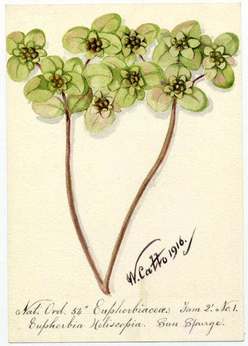 Sun spurge (Euphorbia helioscopia)