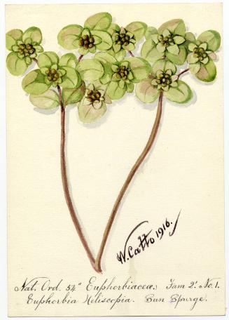 Sun spurge (Euphorbia helioscopia)