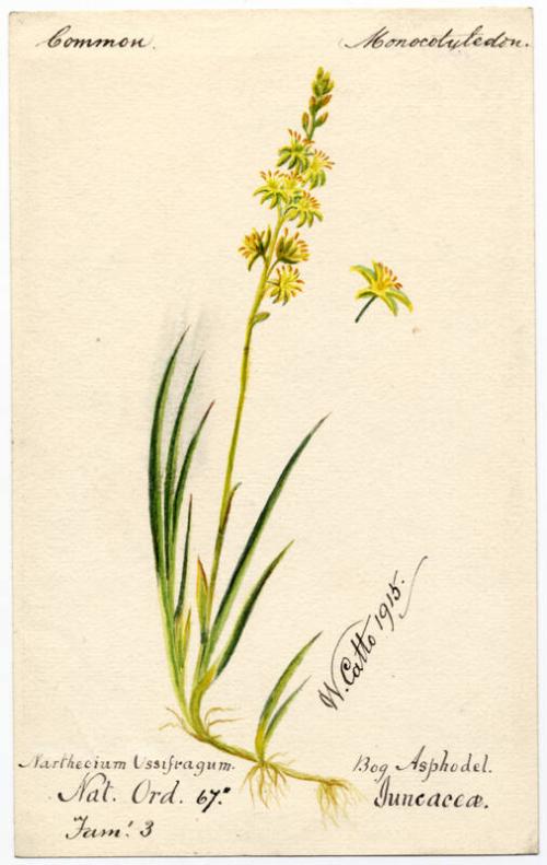 Bog asphodel (Narthecium ossifragum)