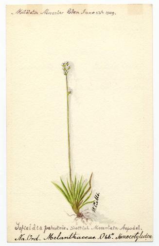 Scottish Mountain Aspodel (Tofieldia pusilla)