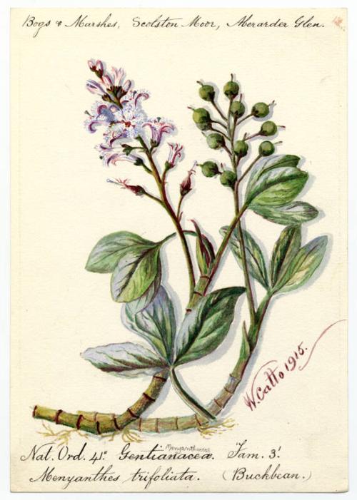 Buckbean (Menyanthes trifoliata)