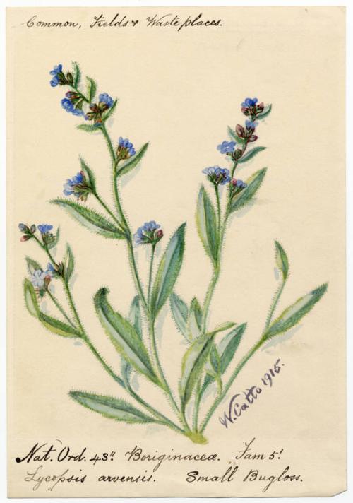 Small bugloss (lycopsis arvensis)