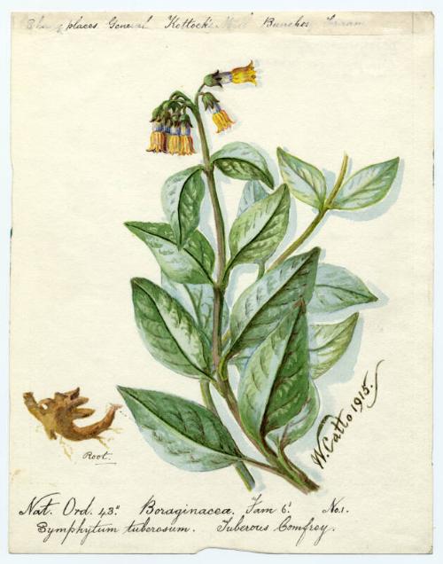 Tuberous Comfrey (Symphytum tuberosum)