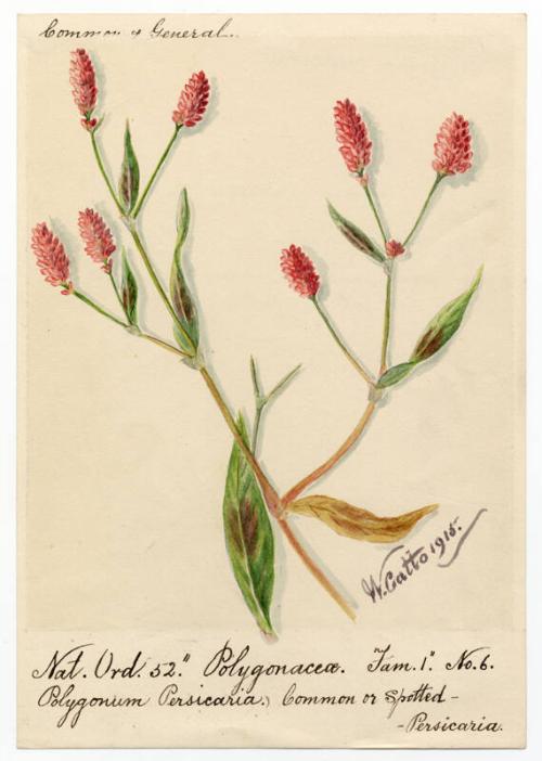 Common or spotted persicaria (Polygonum persicaria)