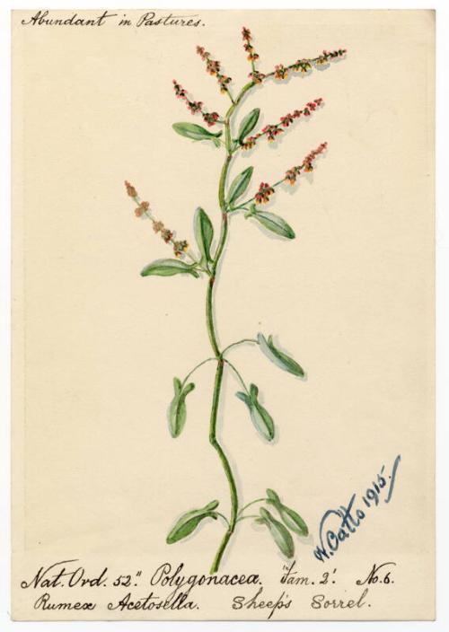 Sheep's Sorrel (rumex acetosella)