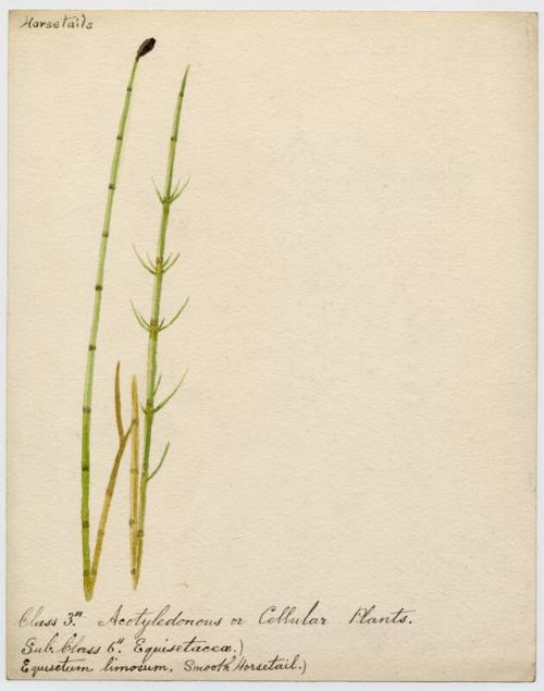 Smooth horsetail (equisetum fluviatile)