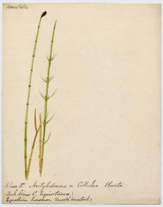 Smooth horsetail (equisetum fluviatile)