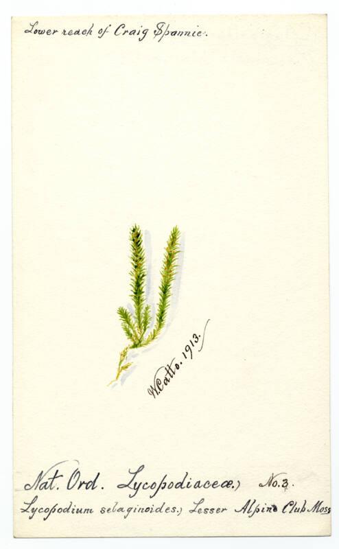 Alpine club moss (Selaginella selaginoides)