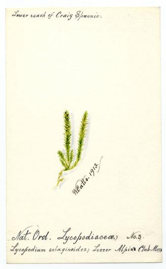 Alpine club moss (Selaginella selaginoides)