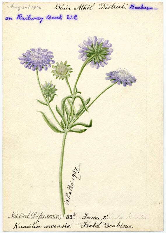 Field scabious (Knautia arvensis)