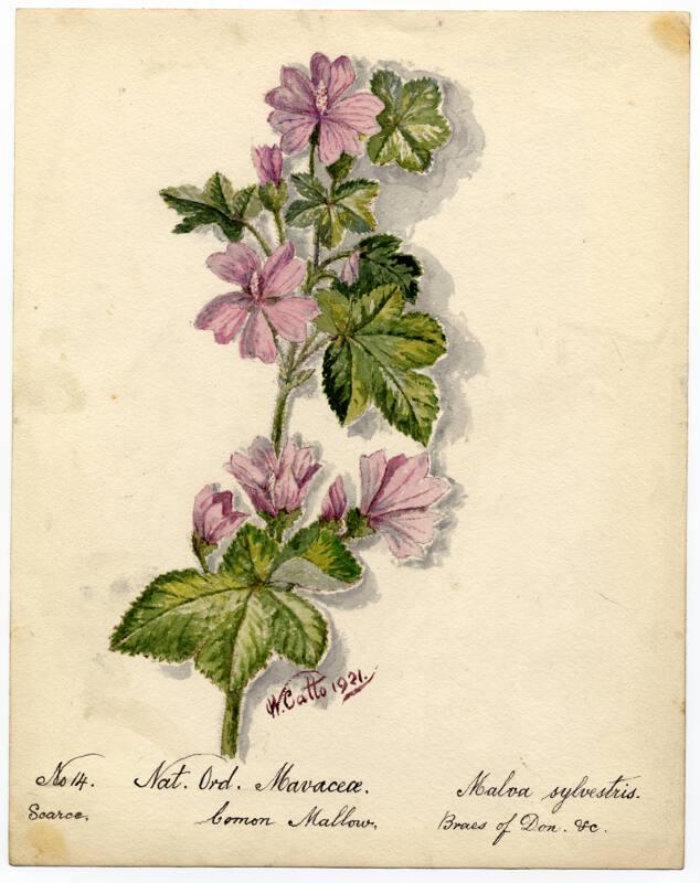 Common mallow (Malva sylvestris)