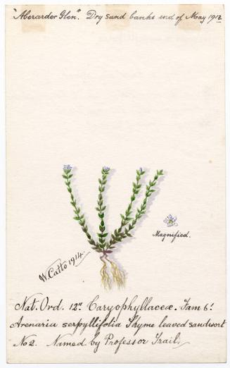 Thyme leaved sandwort (Arenaria serpyllifolia)