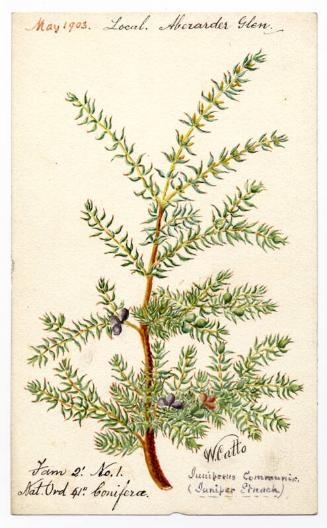 Juniper (Juniperus communis)