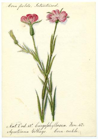 Corn-cockle (Agrostemma githago)