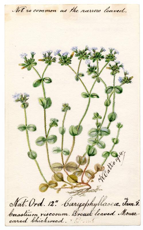 Broad-leaved Mouse-eared chickweed (Cerastium vulgatum)