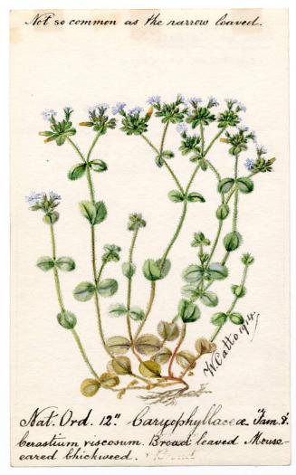 Broad-leaved Mouse-eared chickweed (Cerastium vulgatum)