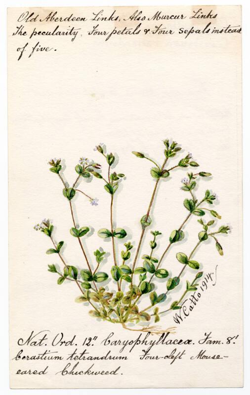 Four-cleft Mouse-eared chickweed (Cerastium tetrandrum)