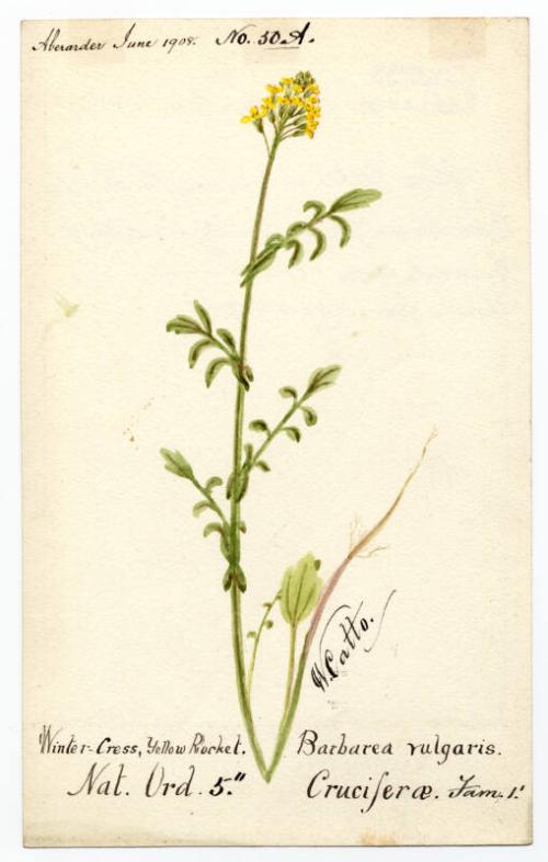 Yellow rocket or Winter cress (Barbarea vulgaris)