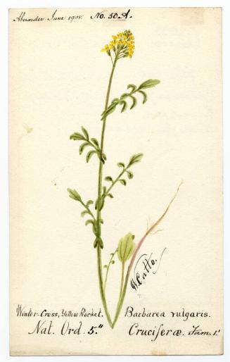 Yellow rocket or Winter cress (Barbarea vulgaris)