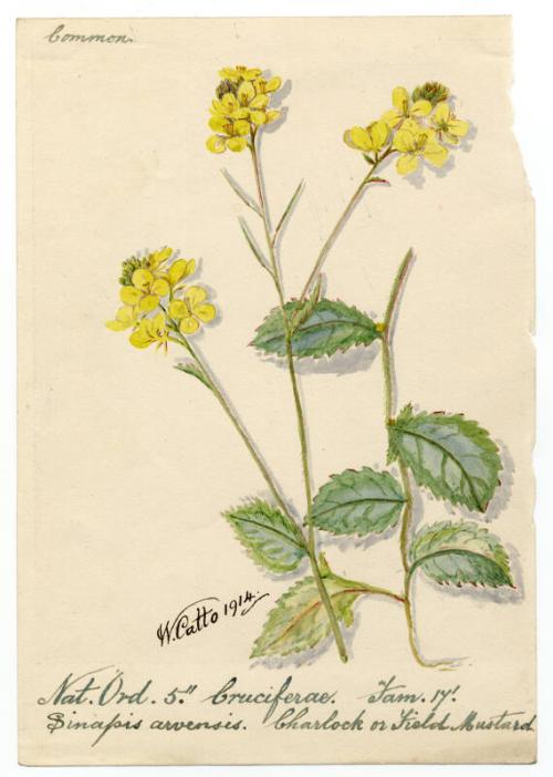 Hedge-mustard (sisymbrium officinale)